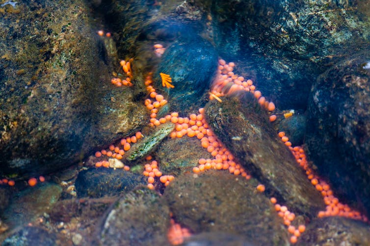 呈亮橙色小球狀的鮭魚卵聚集在多岩石的河床上